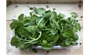 Picture of Watercress (100g)