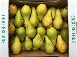 Picture of Concorde Pears
