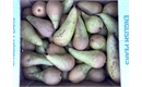 Picture of Conference Pears