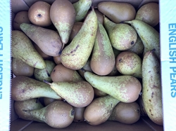 Picture of Conference Pears