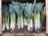 Picture of Leeks