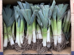Picture of Baby Leeks