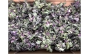 Picture of Kalettes