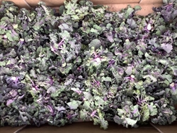 Picture of Kalettes