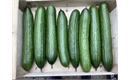 Picture of Long Cucumber