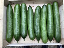 Picture of Long Cucumber