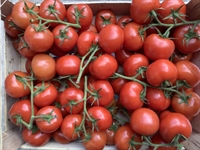 Picture of Vine Tomatoes