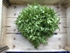 Picture of Endive Lettuce