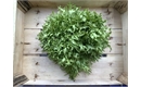 Picture of Endive Lettuce