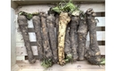 Picture of Root Horseradish