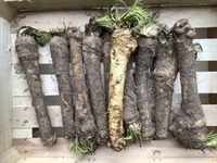 Picture of Root Horseradish