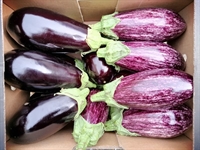 Picture of Aubergine x 1