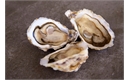 Picture of Jersey Rock Oysters x 12