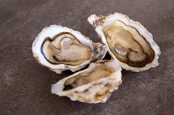 Picture of Jersey Rock Oysters x 12