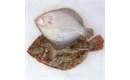 Picture of Whole Brill