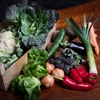 Picture of Seasonal Veg Box, Medium