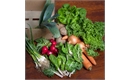 Picture of Organic Seasonal Veg Box, Medium
