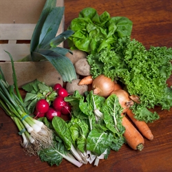 Picture of Organic Seasonal Veg Box, Medium