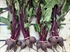 Baby Beetroot, bunched (apr 350g)