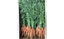 Picture of Baby Carrots, bunched (apx 14 head)