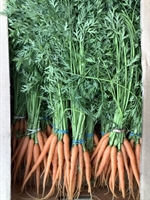 Picture of Baby Carrots, bunched (apx 14 head)