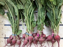 Picture of Baby Chioggia Beetroot, bunched