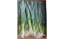 Picture of Baby Leeks, bunched (apx 10 head)