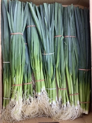 Picture of Baby Leeks, bunched (apx 10 head)