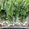 Picture of Baby Turnips, bunched (apx 10 head)