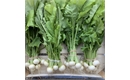 Picture of Baby Turnips, bunched (apx 10 head)