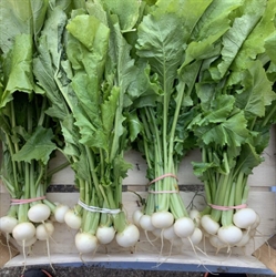 Picture of Baby Turnips, bunched (apx 10 head)