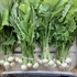 Baby Turnips, bunched (apx 10 head)