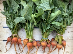 Picture of Golden Baby Beetroot, bunched (apx 6 head)