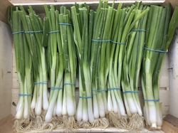 Picture of Spring Onions (bunch)