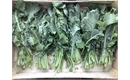 Picture of Spinach Saag