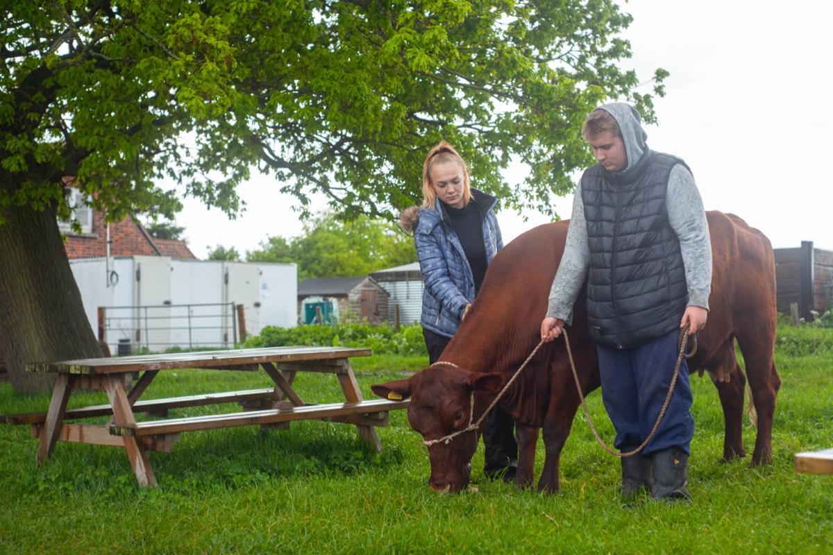 picture of two students with a cow