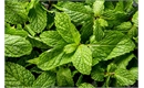 Picture of Fresh Mint