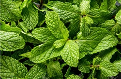 Picture of Fresh Mint