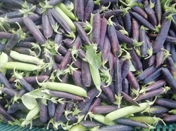Picture of Purple Peas