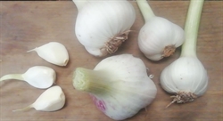 Picture of Garlic Bulb