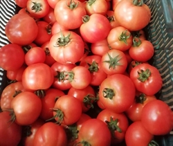 Picture of Beefsteak Tomatoes