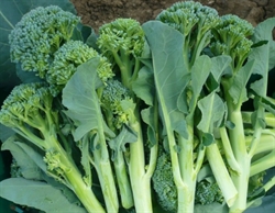 Picture of Calabrese Sticcoli Broccoli