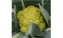 Picture of Emerald Cauliflower