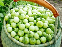 Picture of Green Tomatoes