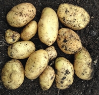 Picture of White Estima Potatoes