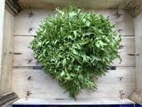 Picture of Frizzy Endive Lettuce
