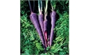 Picture of Purple Carrots, bunched