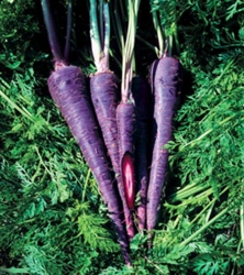 Picture of Purple Carrots, bunched