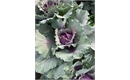 Picture of  Pink Cabbage