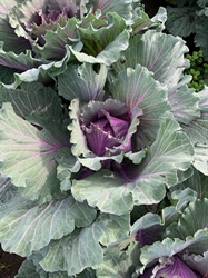 Picture of Semi Hearted Pink Cabbage